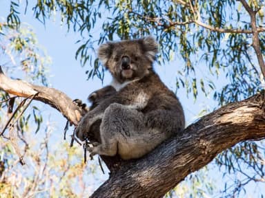 Wild Australia: scegli la tua avventura