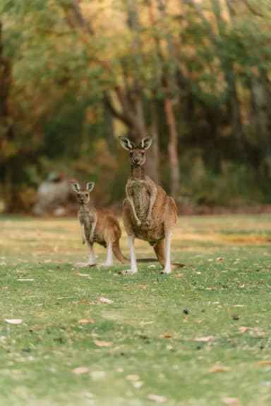 Natura Australiana & Wildlife
